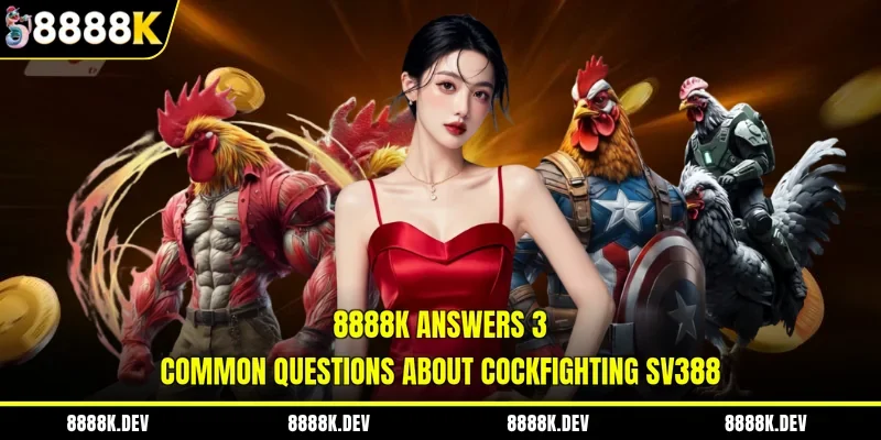 8888K answers 3 common questions about cockfighting SV388
